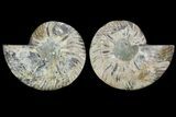 Agate Replaced Ammonite Fossil - Madagascar #169021-1